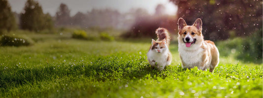 De zin en onzin over knoflook.