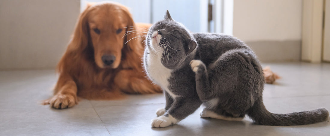Het belang van omega 3 en 6 vetzuren voor hond en kat