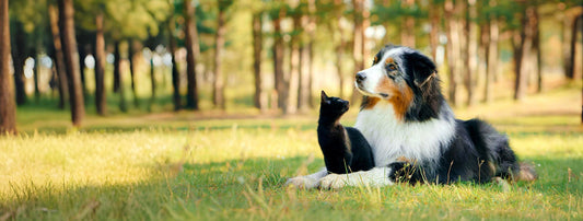 Alles over vezels in de voeding van honden en katten