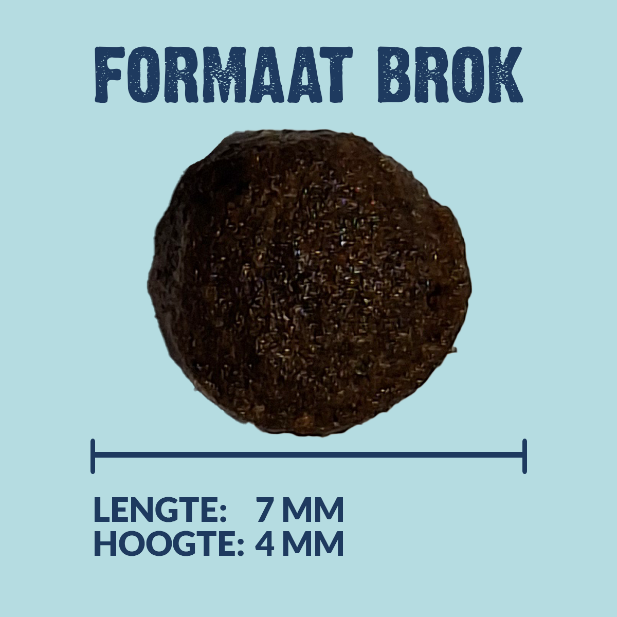 Adulte - Forme